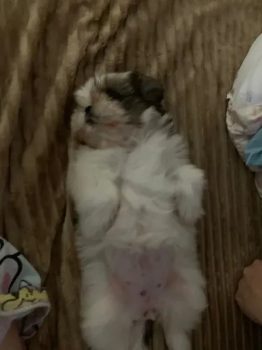 Shih Tzu fêmea