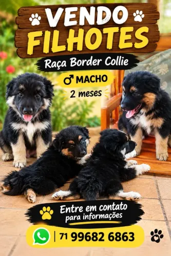 Vendo Border Collie