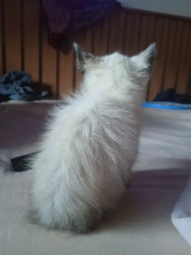 Gatinho siamês mais lindo que existe