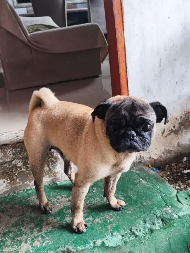 Pug fêmea 