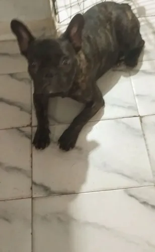 Linda feminina de bulldog francês.