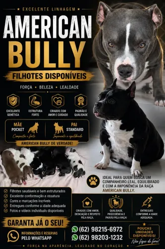 Filhote American Bully 