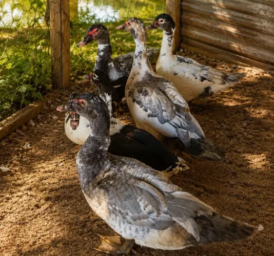 Vendo 6 patos sendo 3 femea 3 macho  
