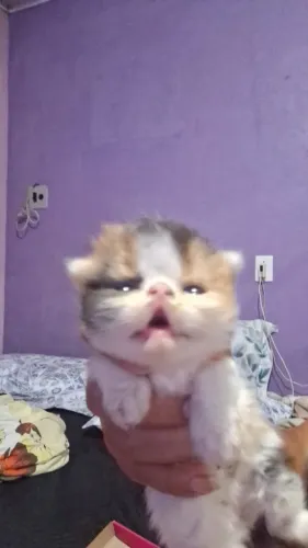 Filhote gato persa