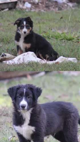 Filhotes Border Collie ( OPORTUNIDADE )