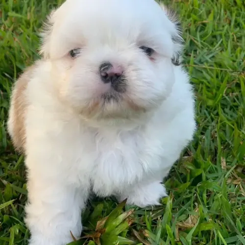 Garanta já seu Shih Tzu especial