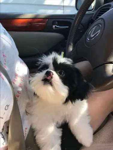 Filhote shih tzu, esses filhotes podem causar amor à primeira vista!