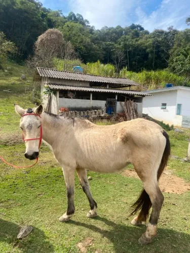 Égua