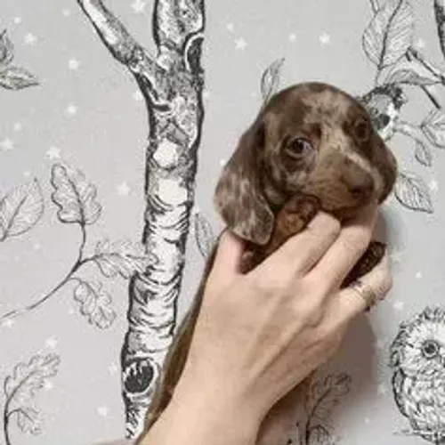 Dachshund,Dachshund Filhote Estrutura Perfeita Disponível