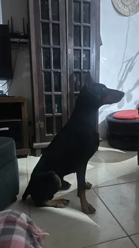 ? FILHOTES DE DOBERMAN À VENDA ?