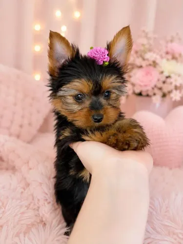 Yorkshire Mini Menina