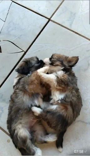 Filhotes de Shitzu ( casal)