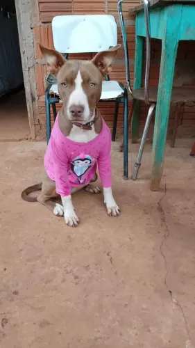 Vendo pitbull fêmea 