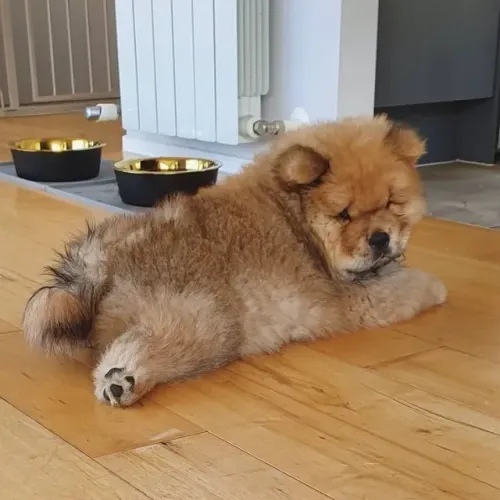 Chow chow lindo