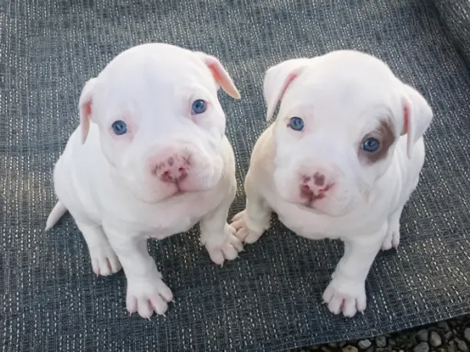 Filhotes de Pitbull para Doação
