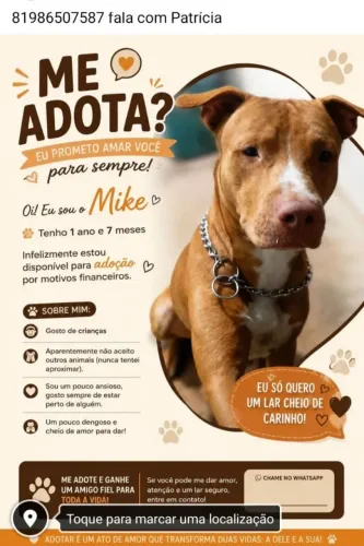 Pitbull macho jovem pra adoção