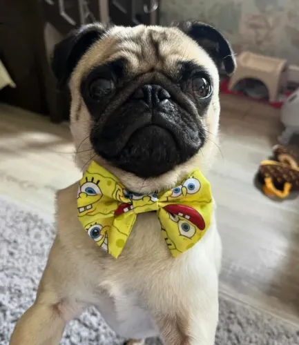 Filhote pug, Dê amor e receba amor para a vida inteira!
