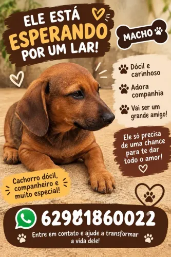 Cachorro salsicha pra doação caramelo