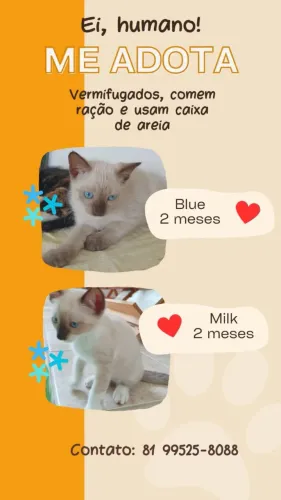 ADOÇÃO RESPONSÁVEL !!!