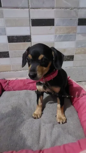 Vendo filhote de pincher