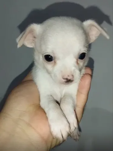 Vendo ou Troco filhote de chihuahua por gato persa