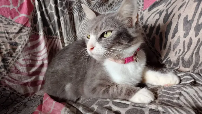 Gata linda e peluda para adoção