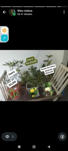 Plantas