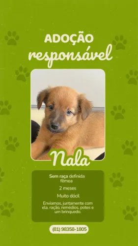 Adoção responsável Nala