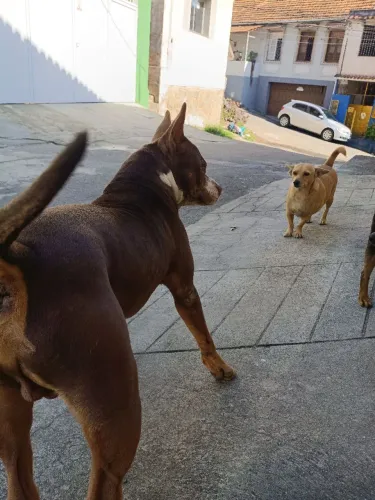 Doação de Pitbull