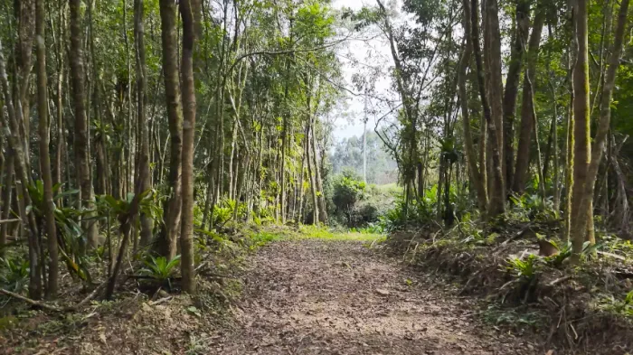 Linda chácara de 20.000 m², um paraíso com água corrente e natureza exuberante!