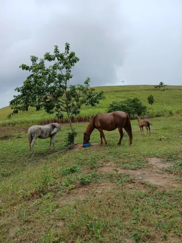 Vende-se duas éguas 