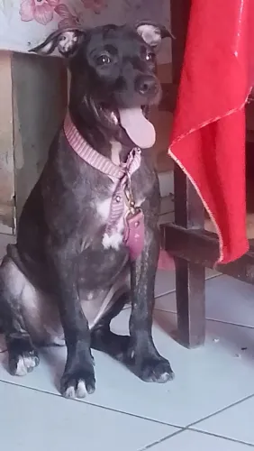 Cachorro pitybol misturado pra doaçao