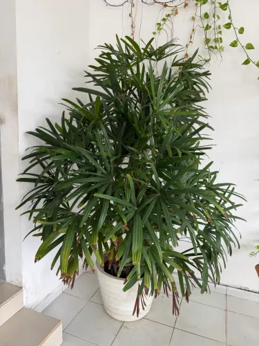 Palmeira ráfia 2m com vaso