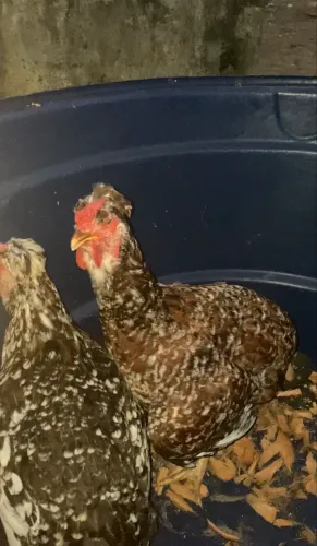 Dúzia de ovos de gsb