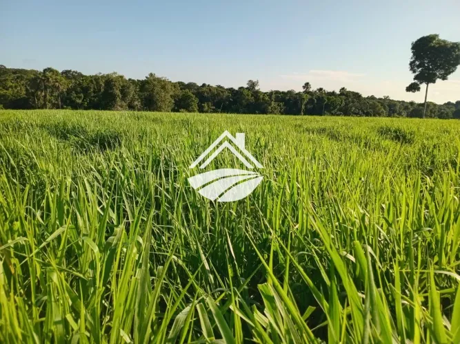 Fazenda para Venda em Estreito, área rural de ampla expansão agropecuária, 2 dormitórios,