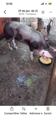 Porco Pietran pra vender