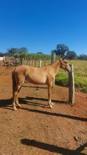 Égua baia - Genuína de picada