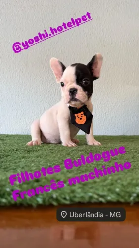 Buldogue Francês macho de pronta entrega imediata
