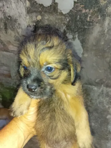 Doação de cachorrinhos