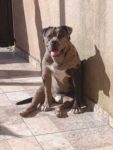 Thor! Pitmonster disponível para cobertura 