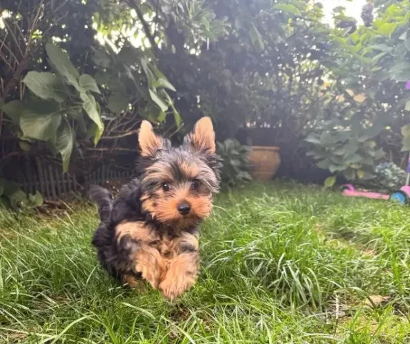 Cãozinho yorkshire saudável de excelente linhagem selecionada