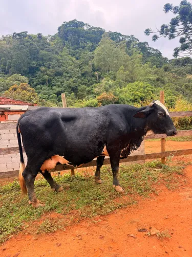 Vendo Vaca Leiteira 