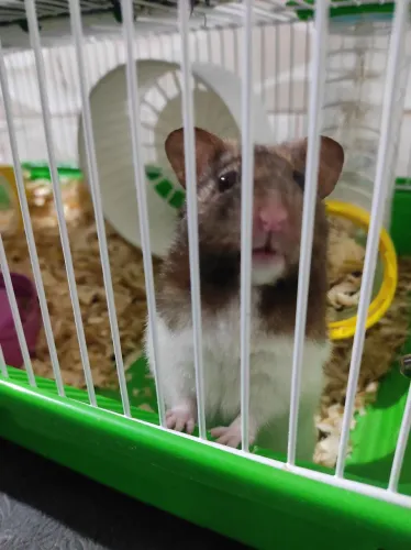 Gaiola de hamster