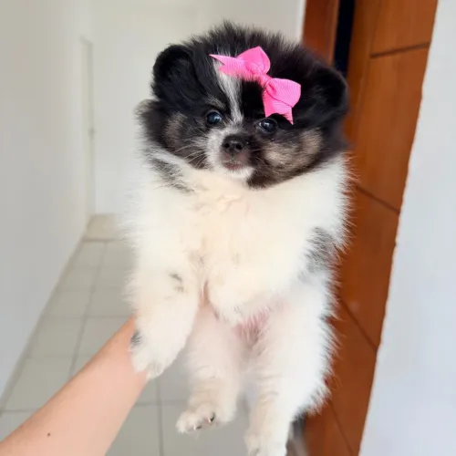 Lulu da pomerania anãozinho Vacinados  