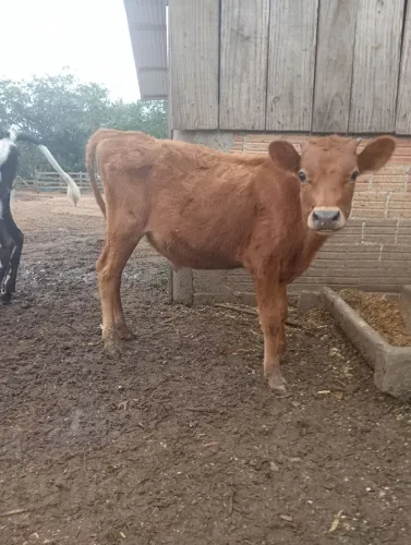 Boizinho