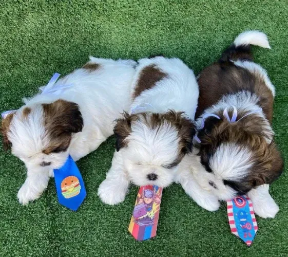 Filhotes de Shih Tzu | Diversão em quatro patas!