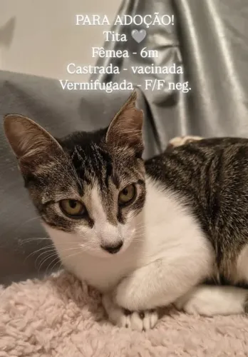 Tita - 6 meses | Castrada, vacinada e pronta para um lar!