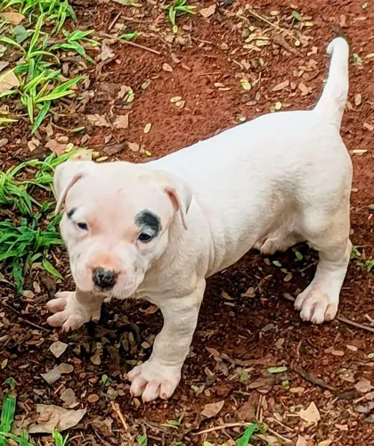 Filhotes pitmonster, assistência veterinária