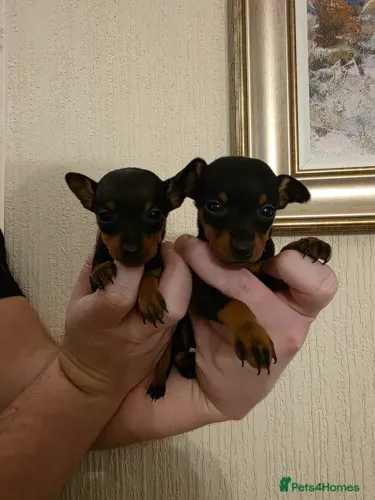 Baby Pinscher/Pincher super brincalhão e sociável de ótima genética dócil