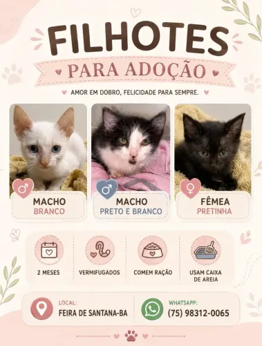 GATINHOS PARA ADOÇÃO 